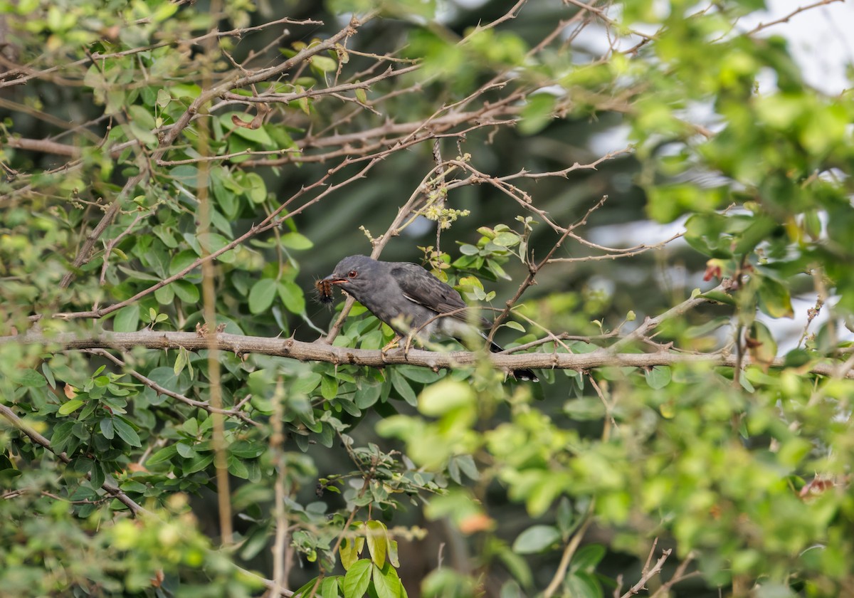 kukačka šedobřichá - ML646096102