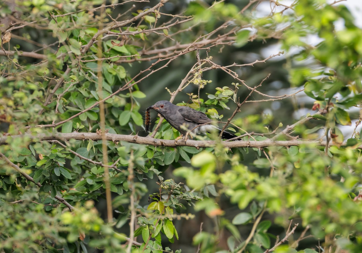 kukačka šedobřichá - ML646096103