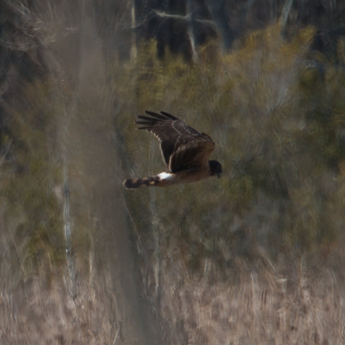 Northern Harrier - ML646096108