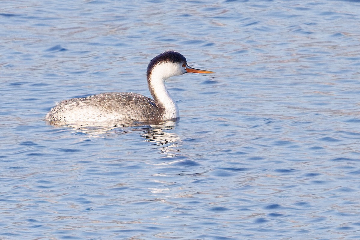 Clark murgila - ML646096109