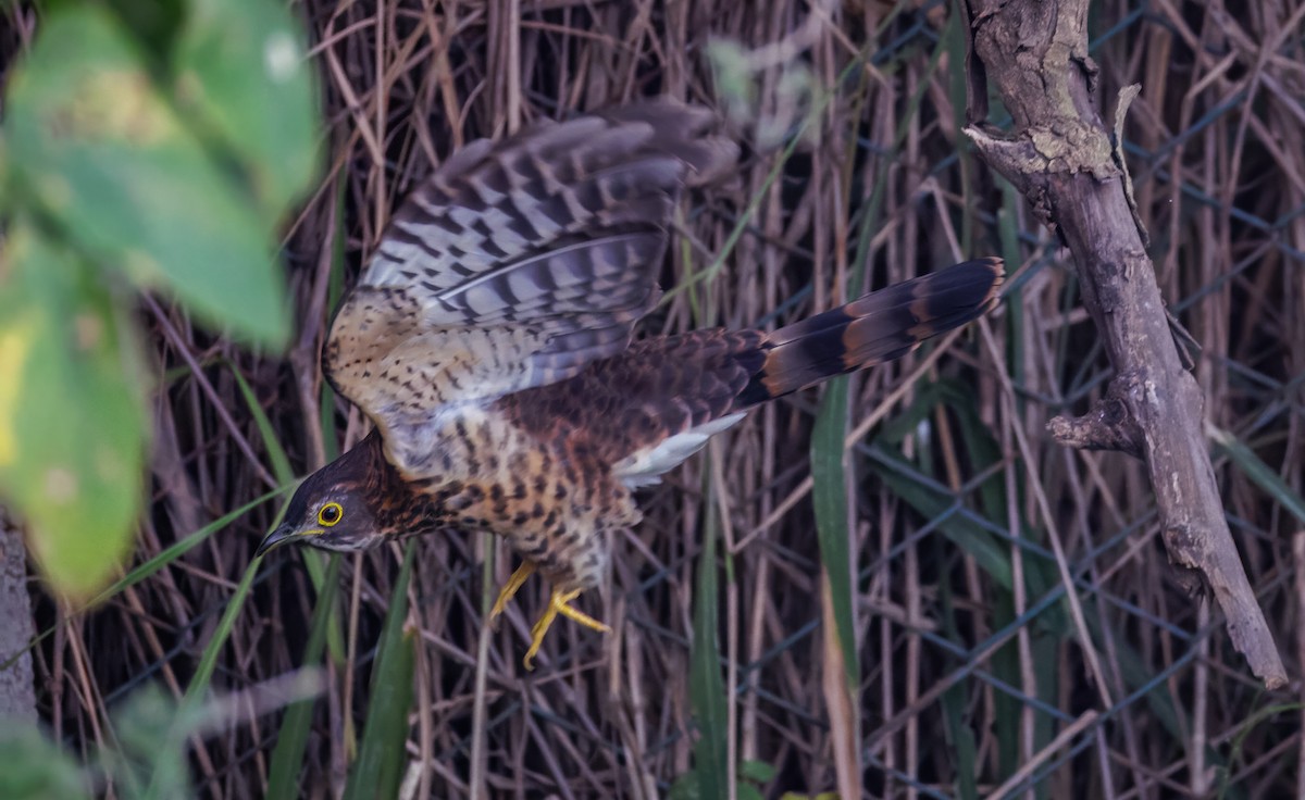 Large Hawk-Cuckoo - ML646096110