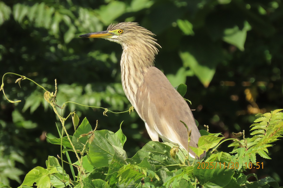 Chinese Pond-Heron - ML646096111