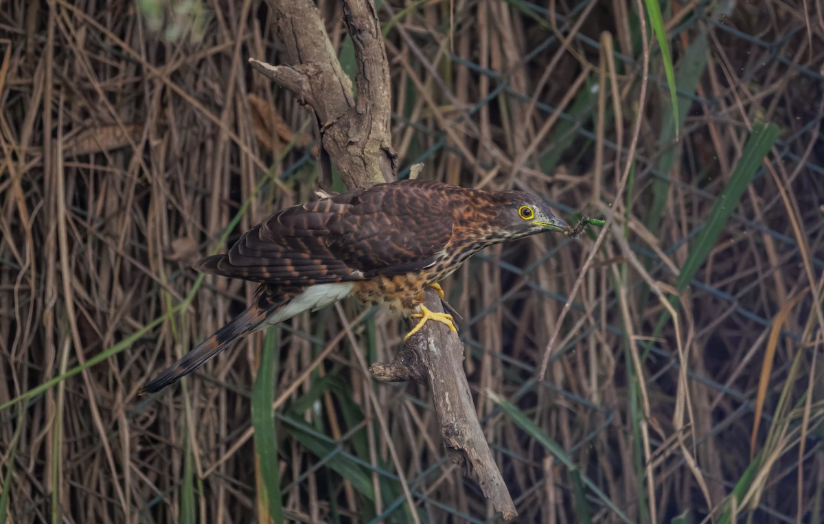 Large Hawk-Cuckoo - ML646096112