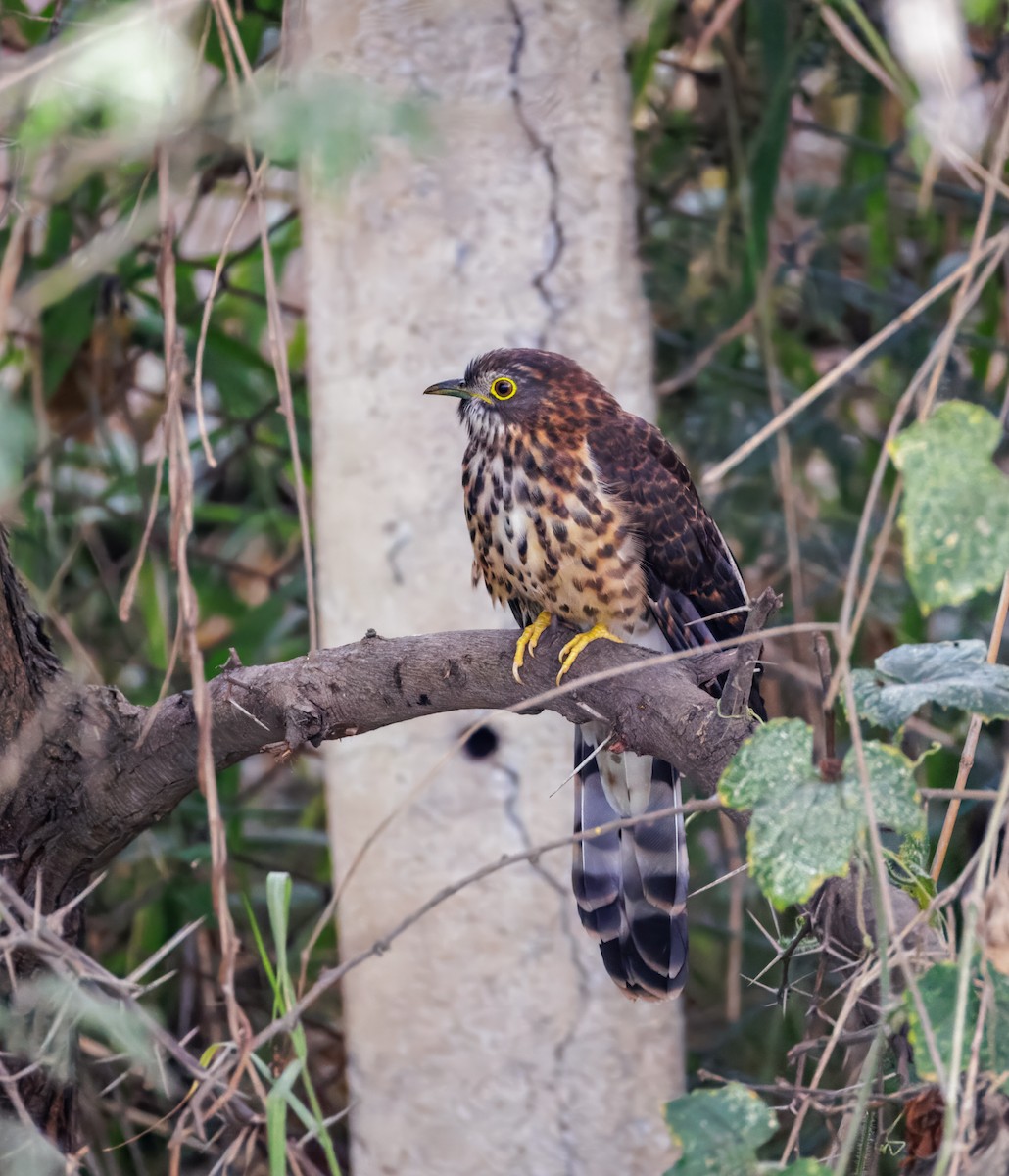 Large Hawk-Cuckoo - ML646096113