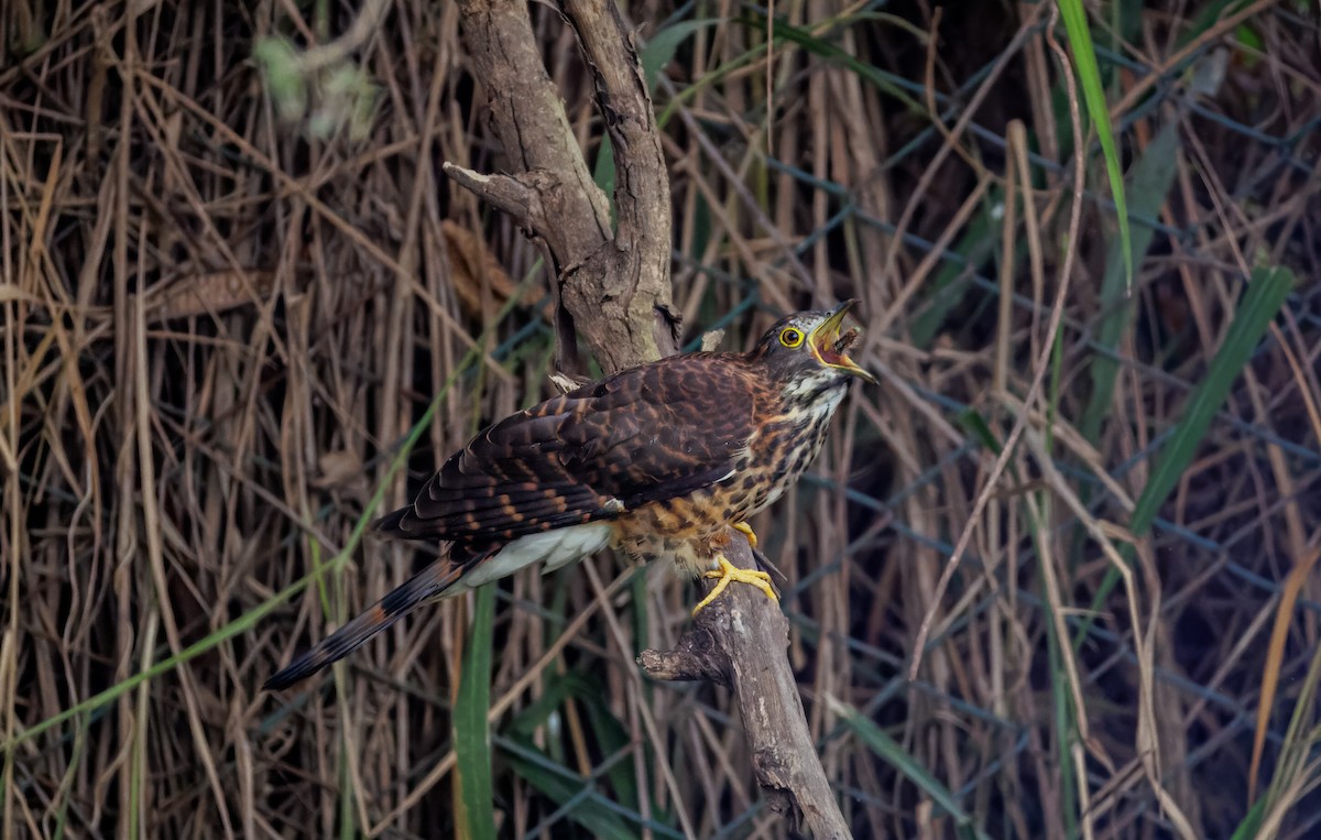 Large Hawk-Cuckoo - ML646096114