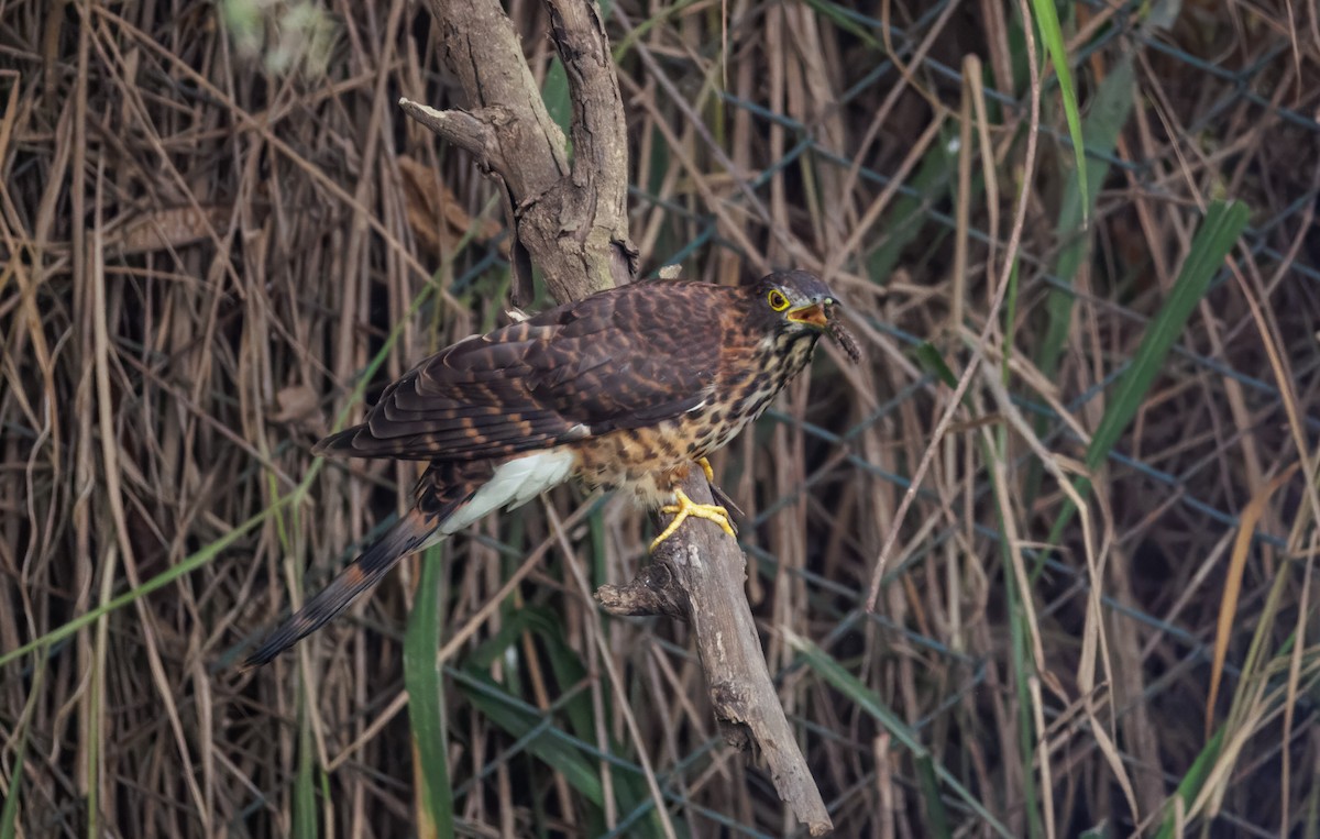 Large Hawk-Cuckoo - ML646096115