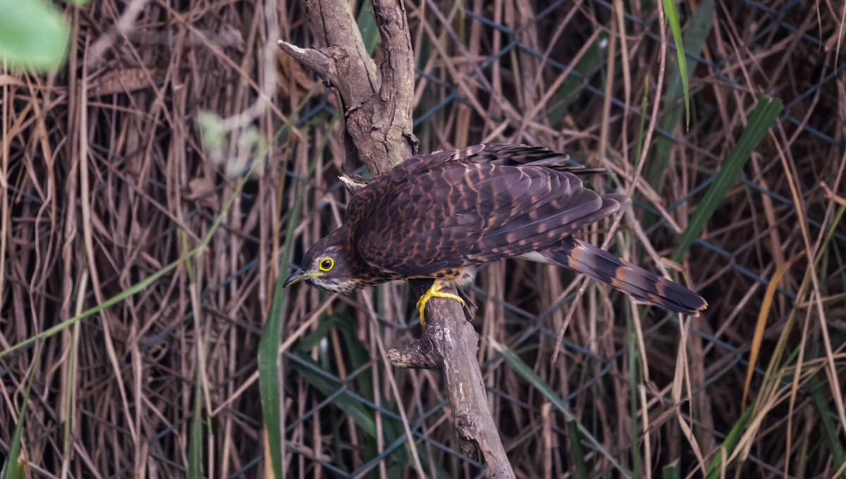 Large Hawk-Cuckoo - ML646096116