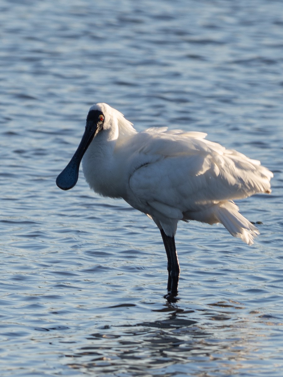 オーストラリアヘラサギ - ML646096122