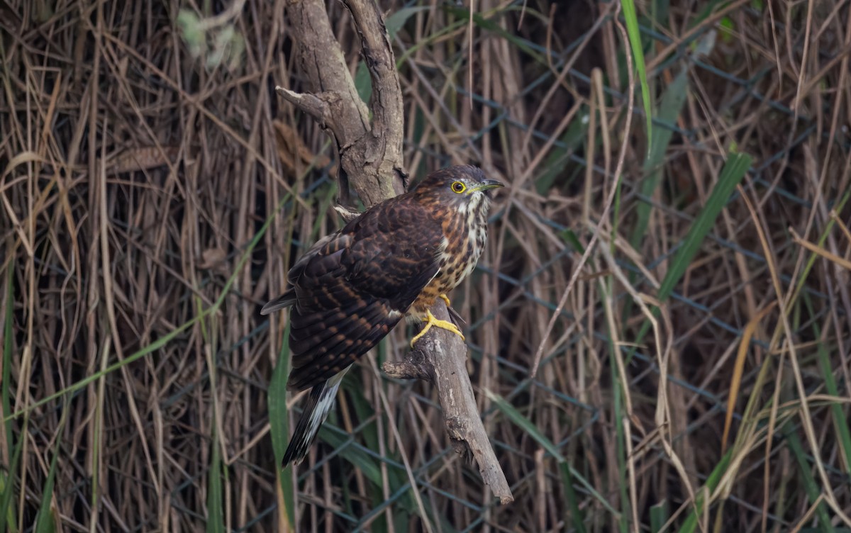 Large Hawk-Cuckoo - ML646096135
