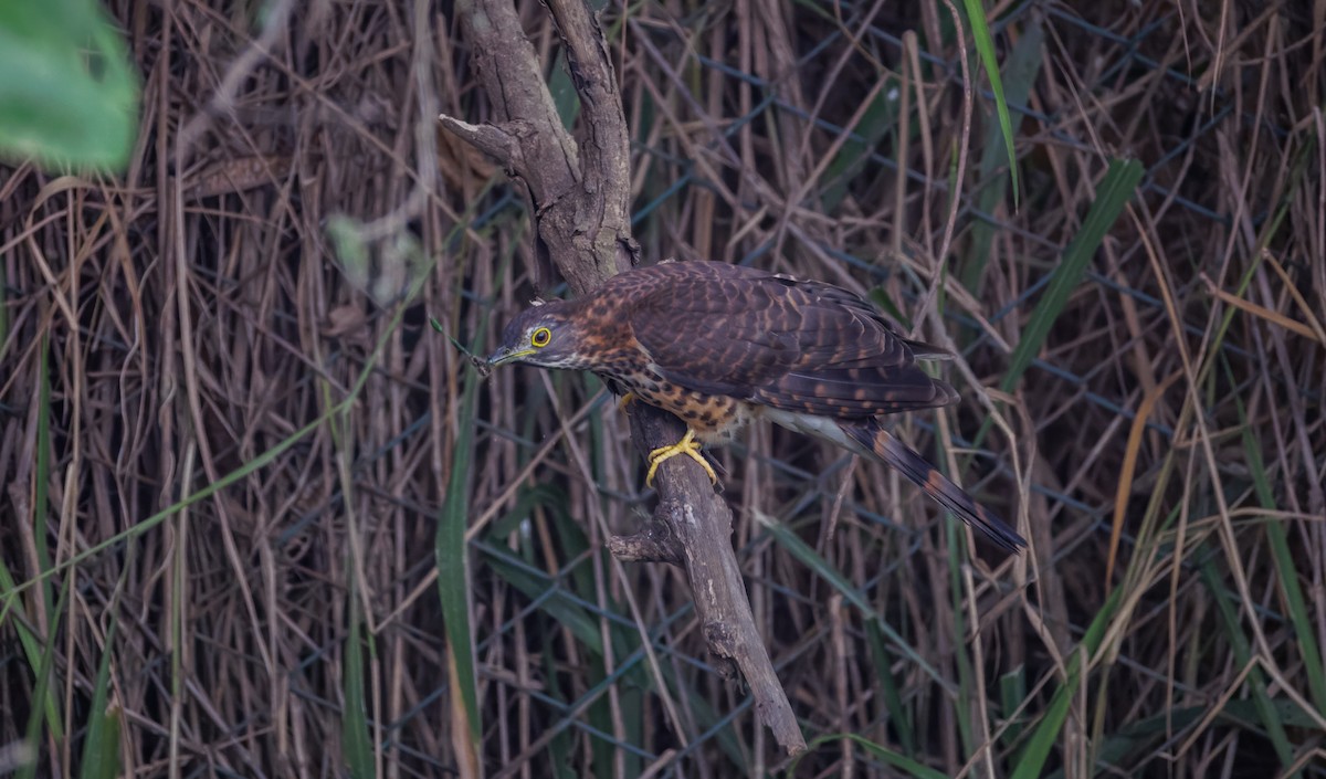 Large Hawk-Cuckoo - ML646096137