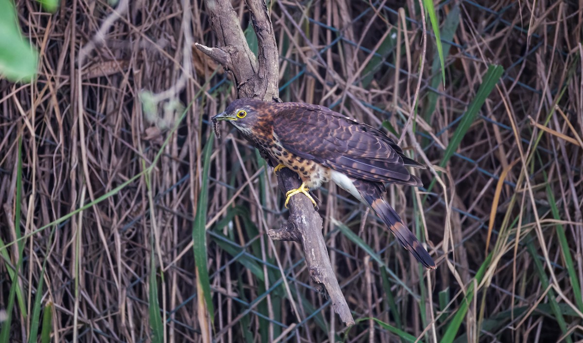 Large Hawk-Cuckoo - ML646096141