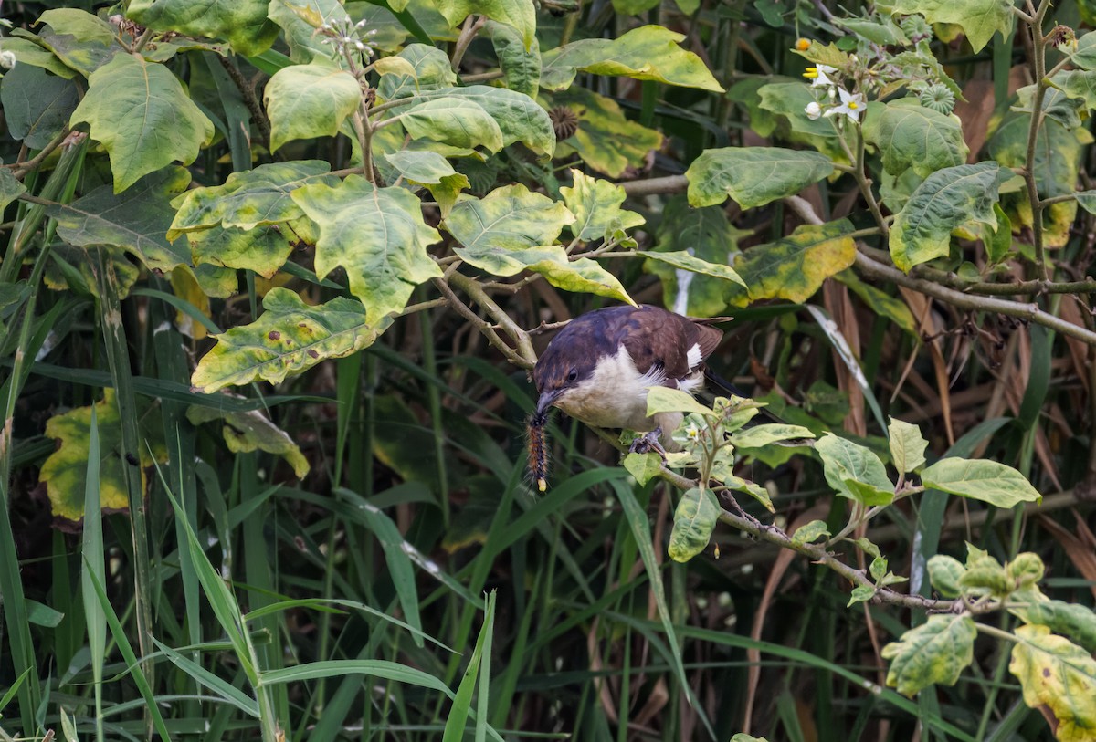Pied Cuckoo - ML646096142