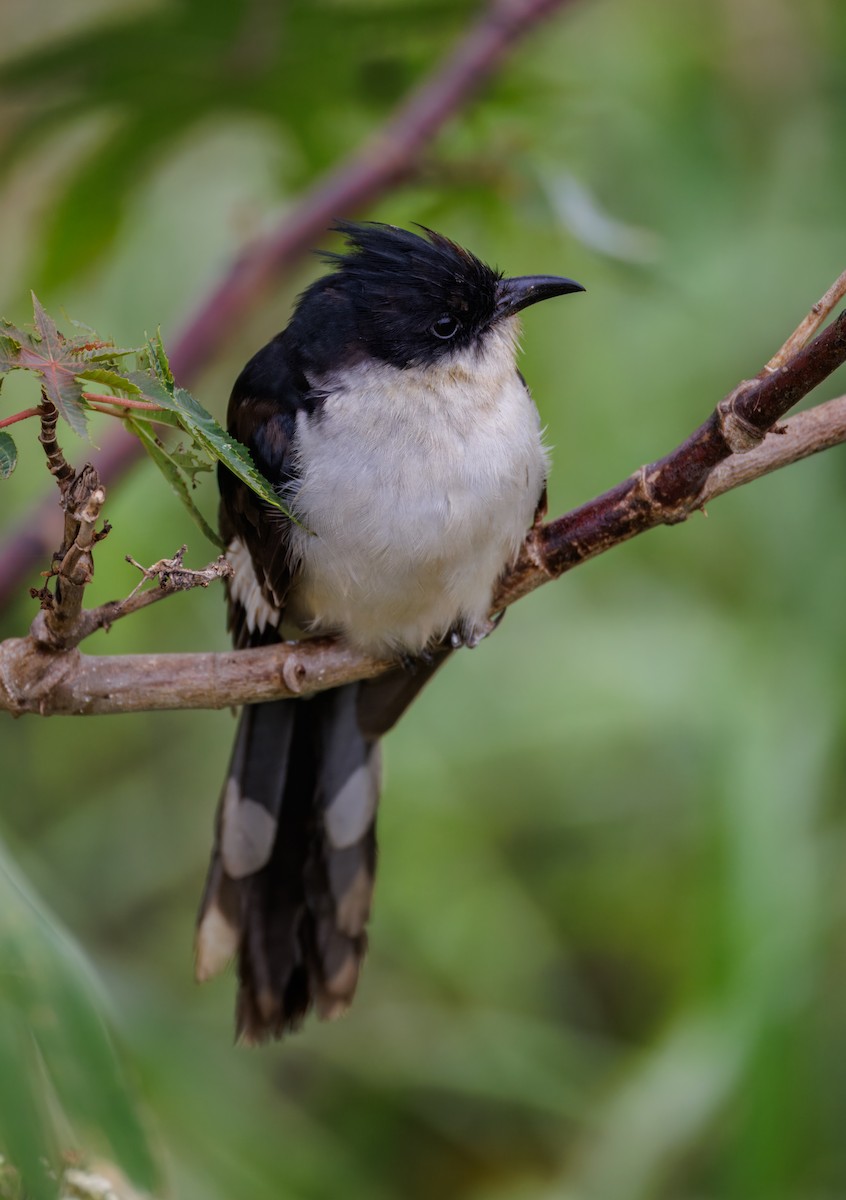 Pied Cuckoo - ML646096143