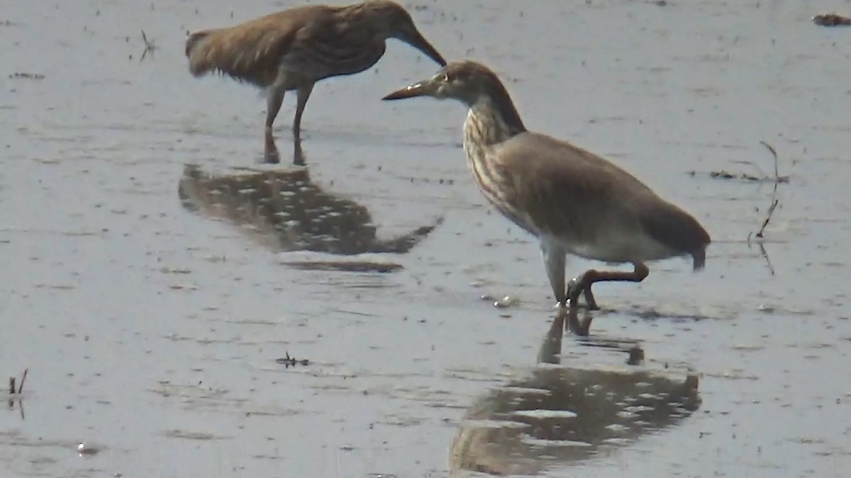 Indian Pond-Heron - ML646096145
