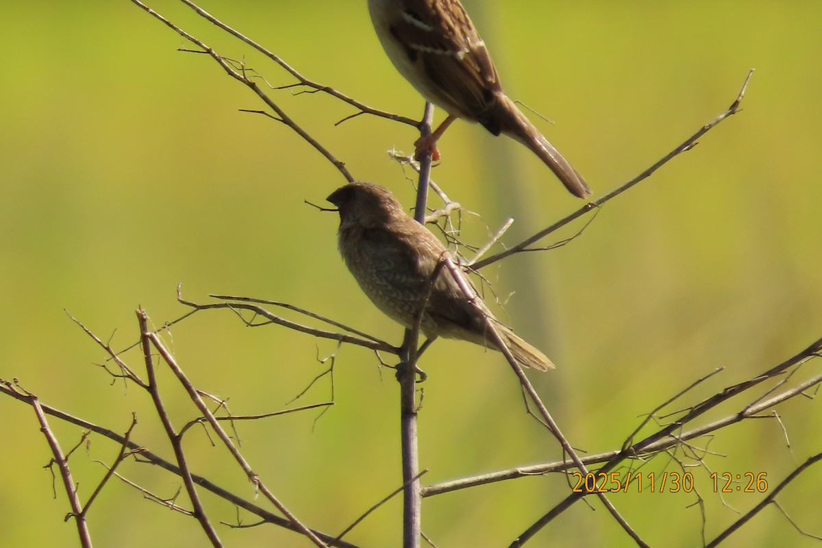 Scaly-breasted Munia - ML646096146