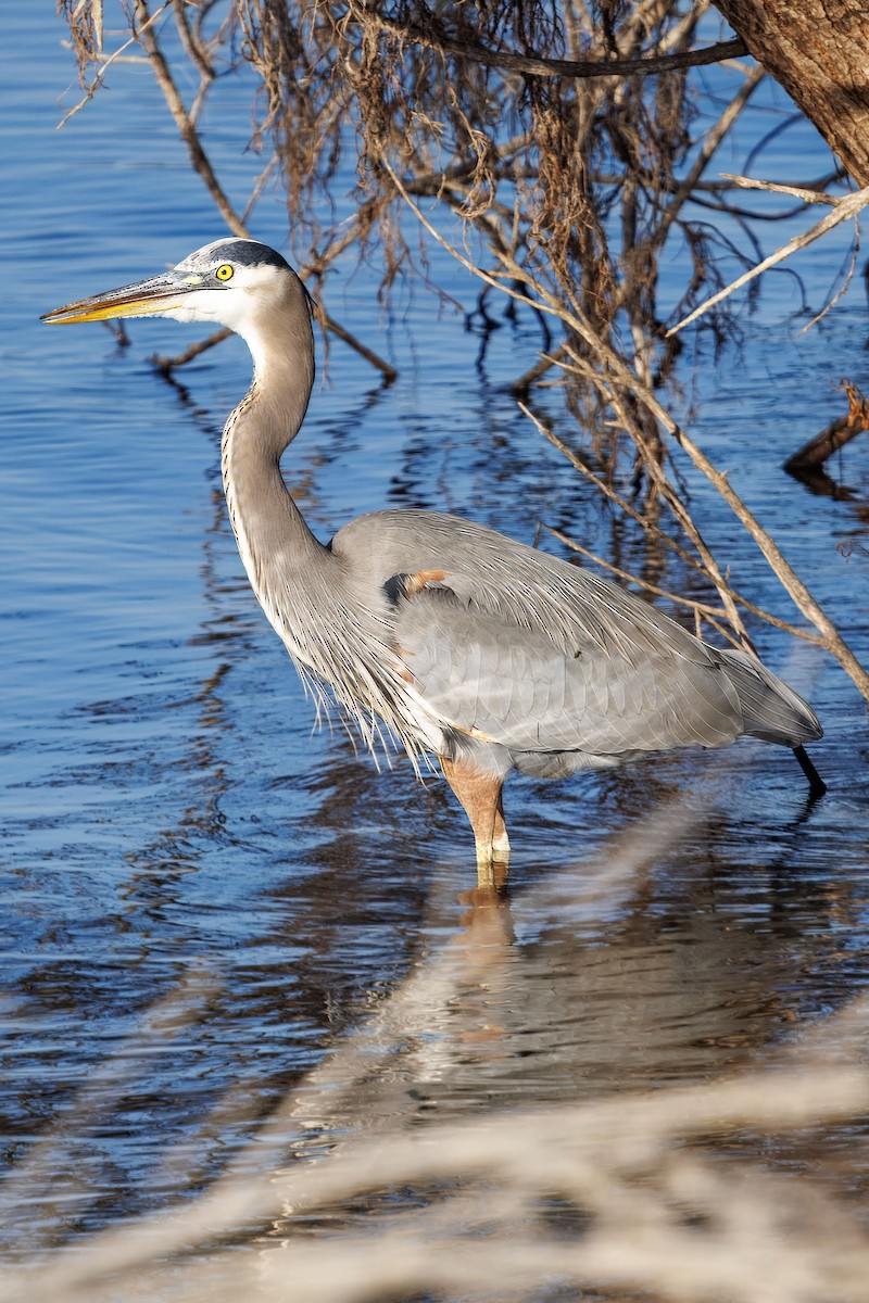 オオアオサギ - ML646096149