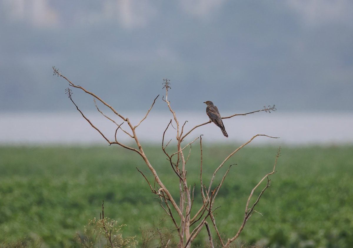 Common Cuckoo - ML646096152