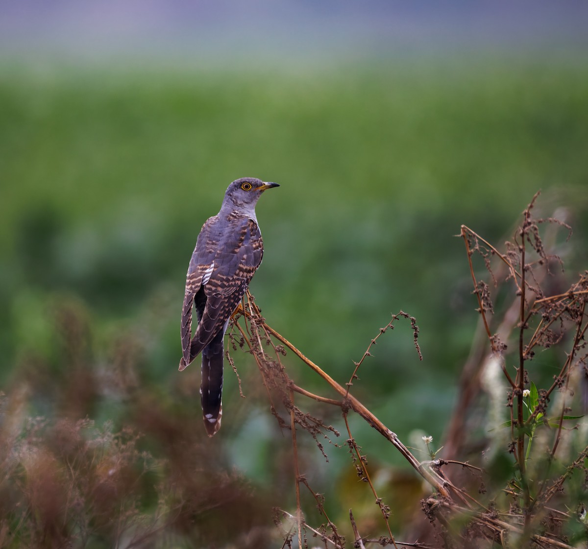 Common Cuckoo - ML646096153