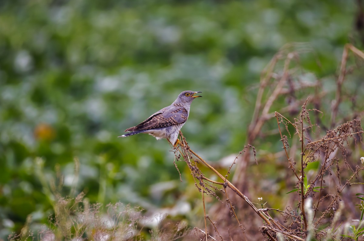 Common Cuckoo - ML646096154