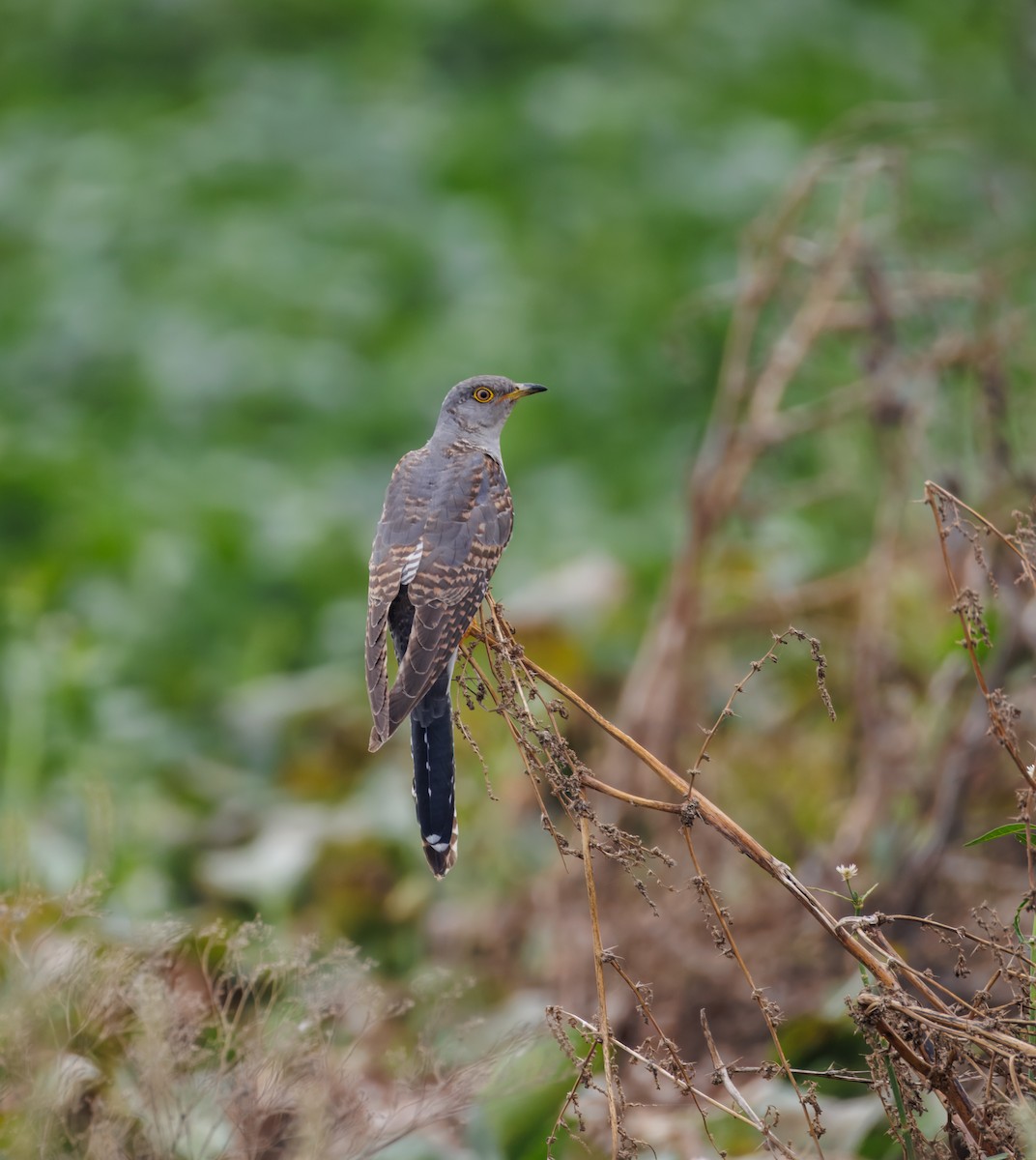Common Cuckoo - ML646096155
