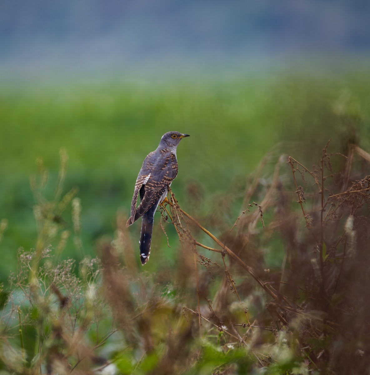 Common Cuckoo - ML646096156
