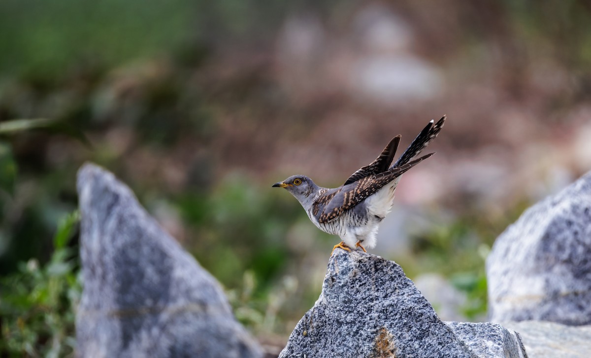Common Cuckoo - ML646096158