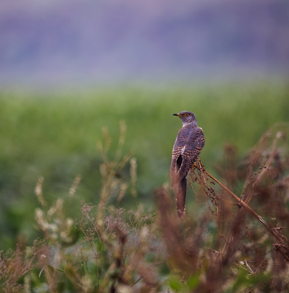Common Cuckoo - ML646096159
