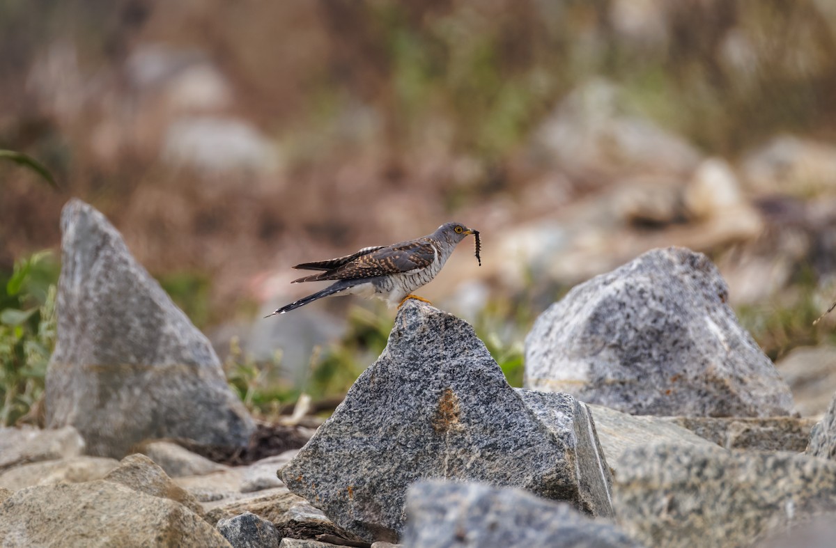Common Cuckoo - ML646096160