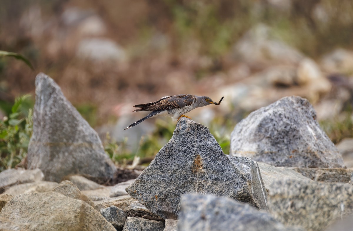 Common Cuckoo - ML646096161