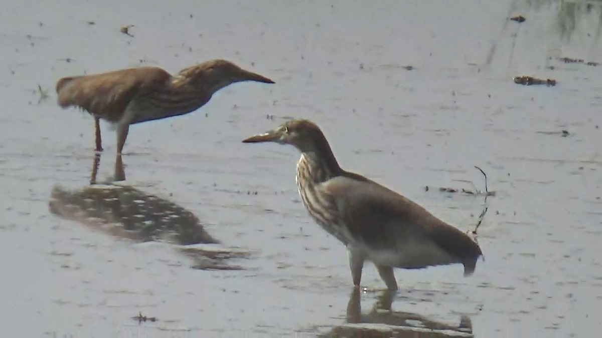 Indian Pond-Heron - ML646096162