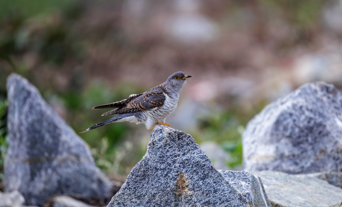 Common Cuckoo - ML646096163