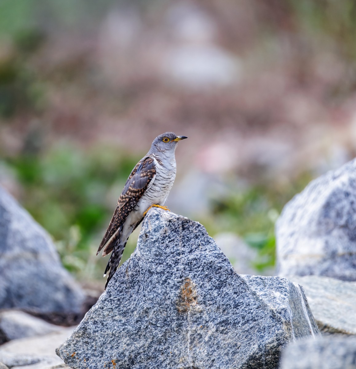 Common Cuckoo - ML646096164