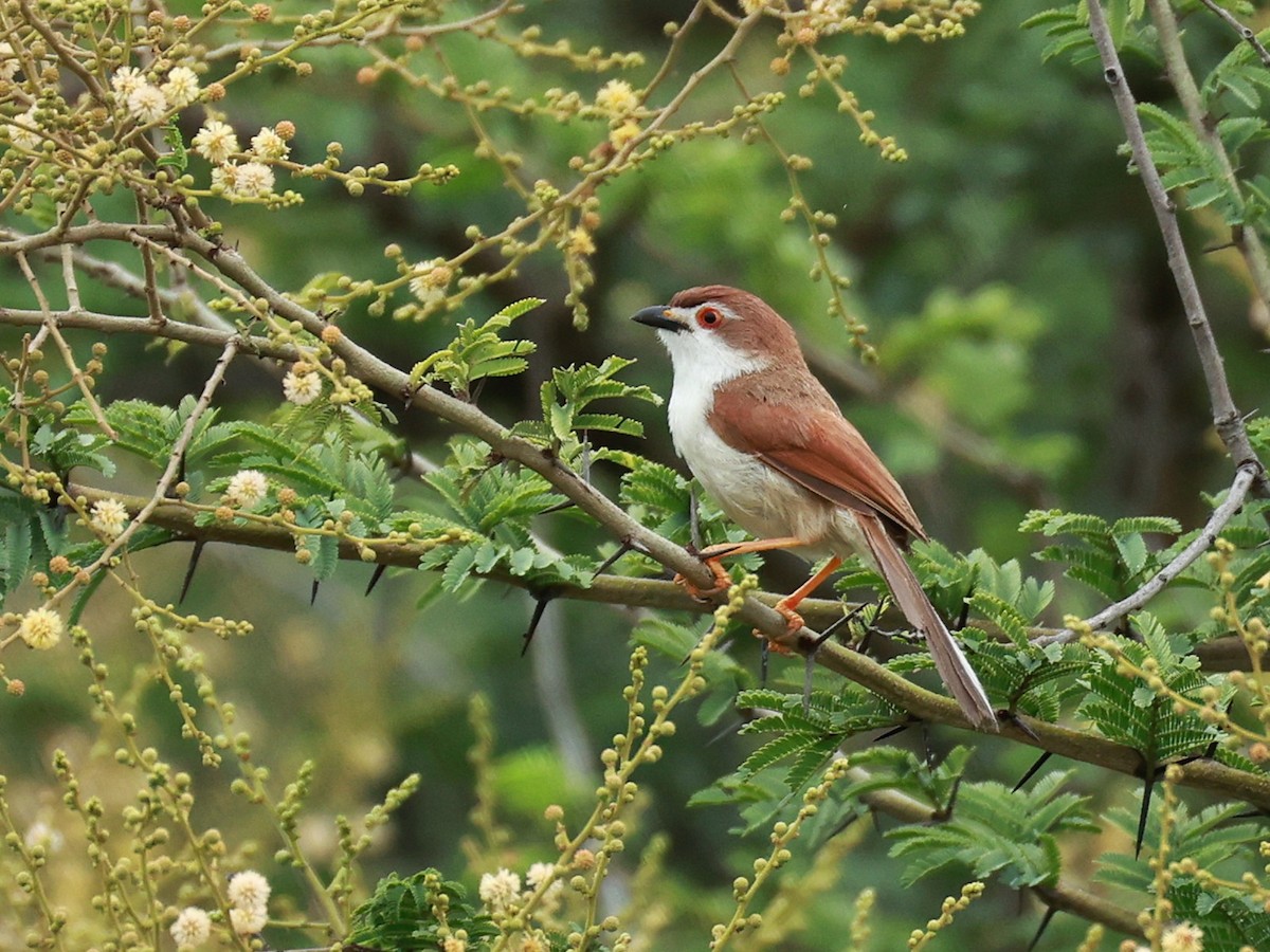 Yellow-eyed Babbler - ML646096165