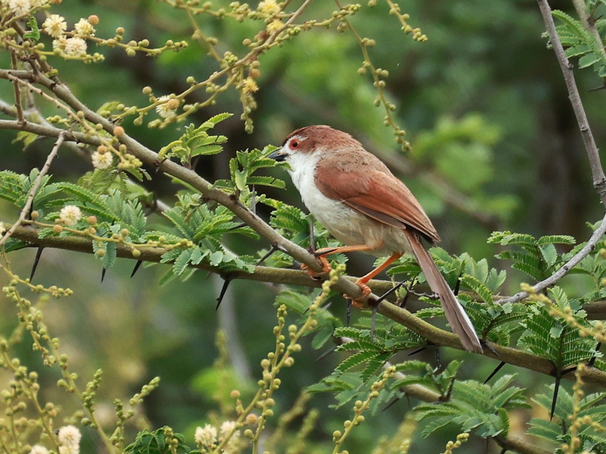Yellow-eyed Babbler - ML646096166