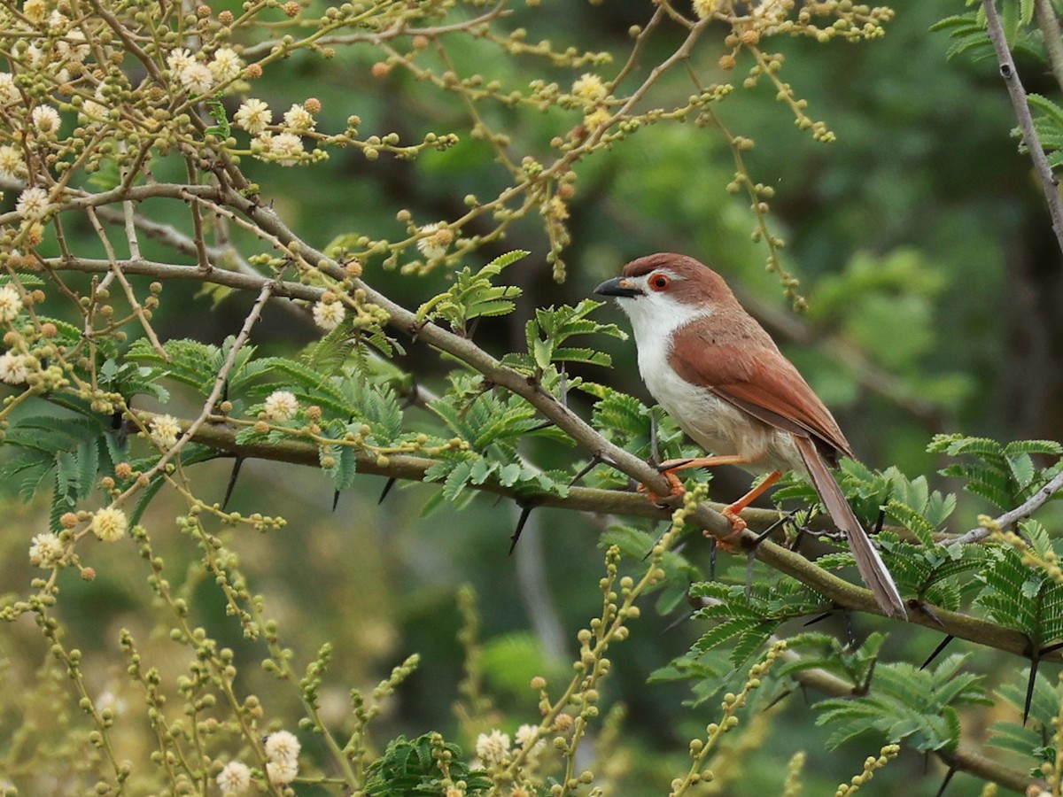 Yellow-eyed Babbler - ML646096167