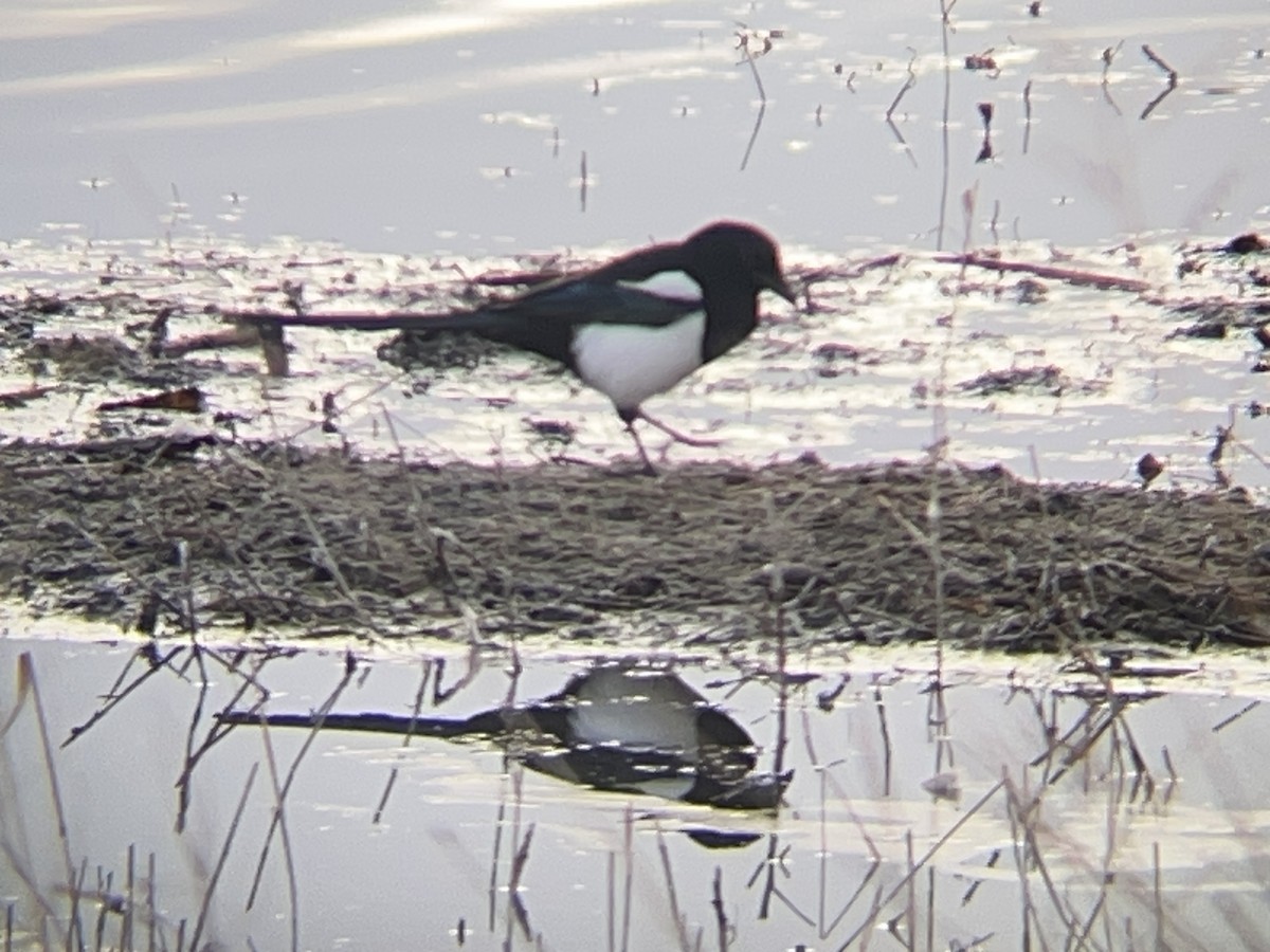 straka americká - ML646096172