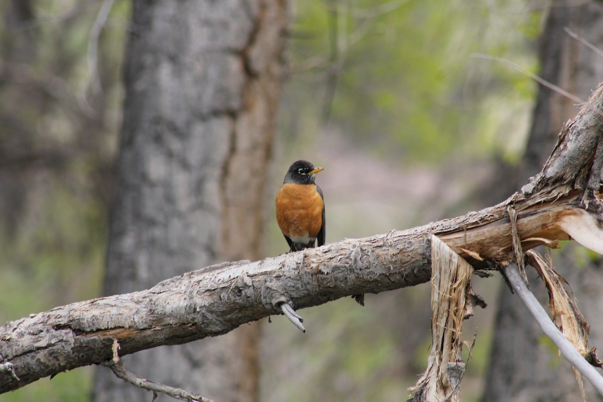 コマツグミ - ML646096173