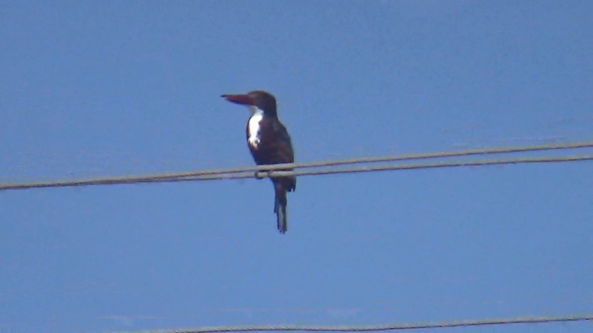 White-throated Kingfisher - ML646096174