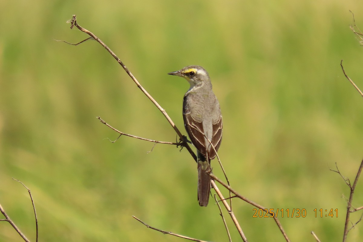 Eastern Yellow Wagtail - ML646096175