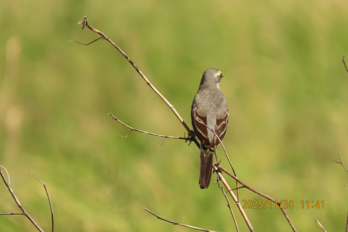 Eastern Yellow Wagtail - ML646096176