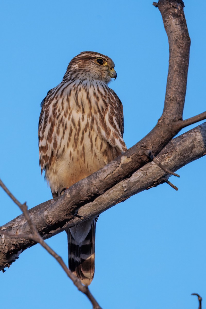 Belatz txikia - ML646096177