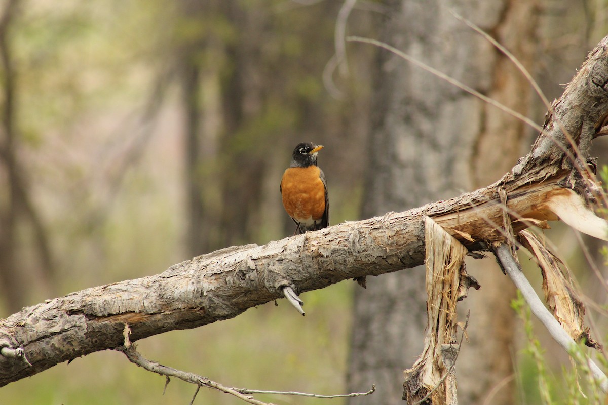 コマツグミ - ML646096178