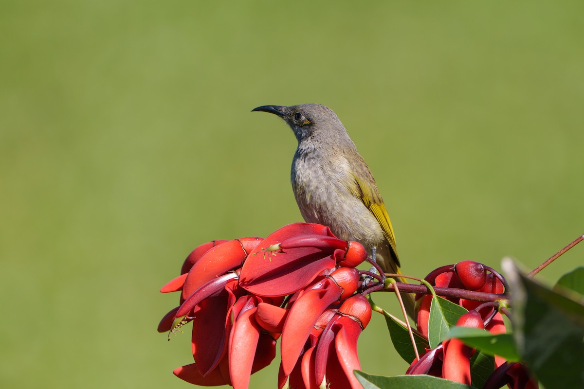 Brown Honeyeater - ML646096179