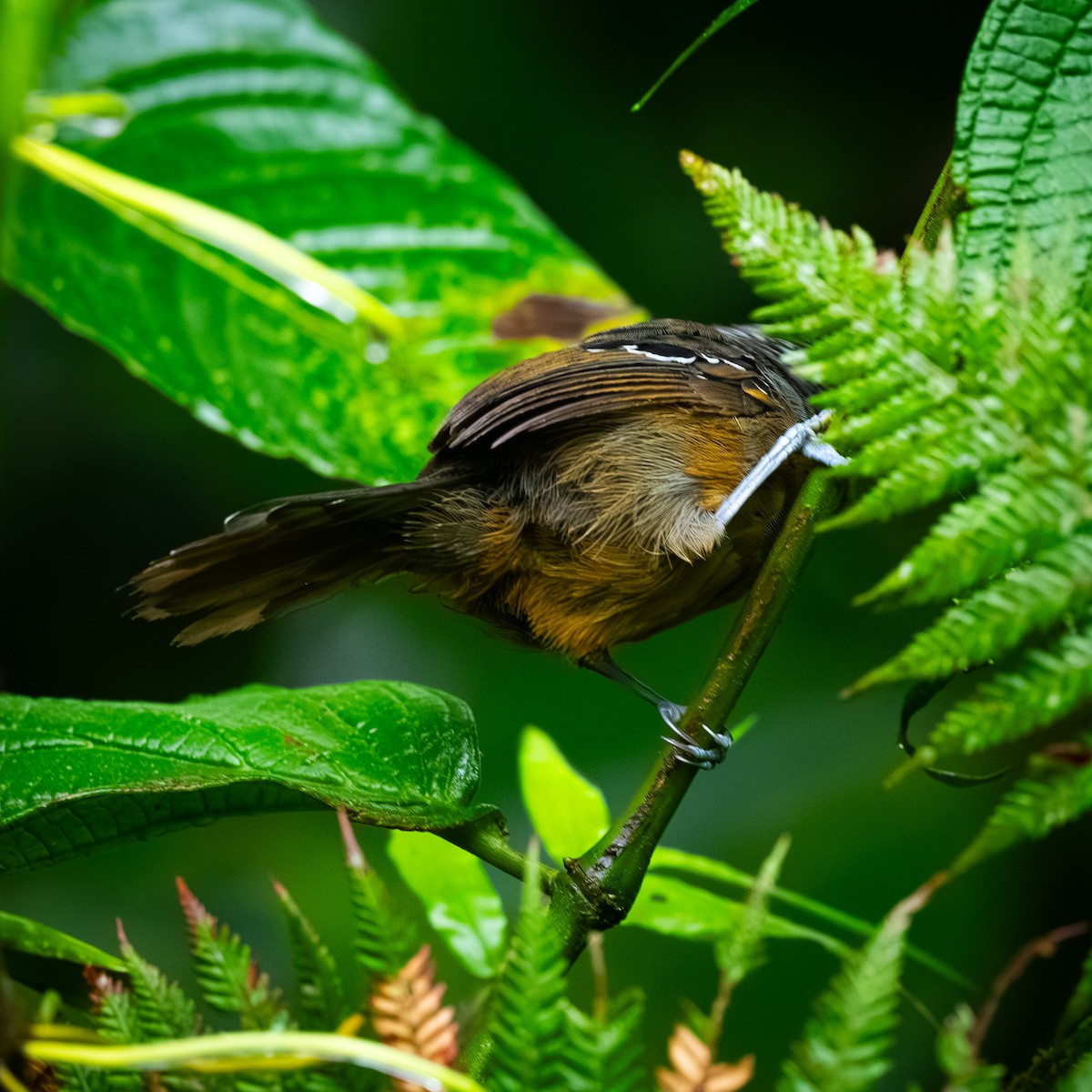 Parker's Antbird - ML646096184