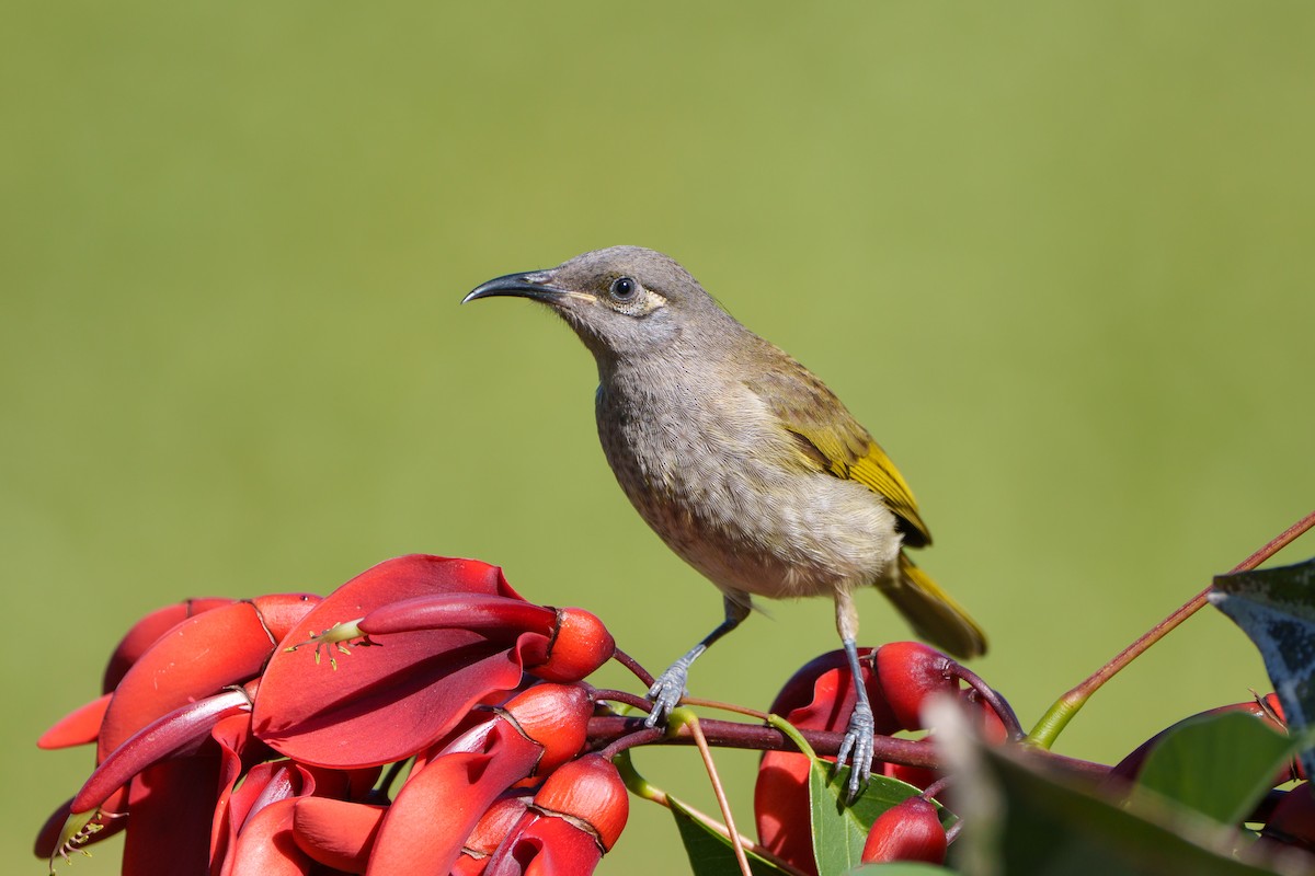 Brown Honeyeater - ML646096185