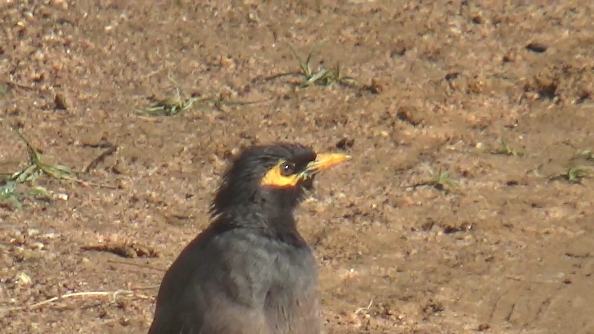 Тольт бор тодол - ML646096189