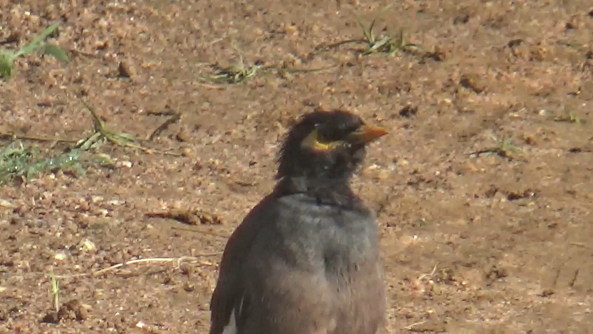 Тольт бор тодол - ML646096190