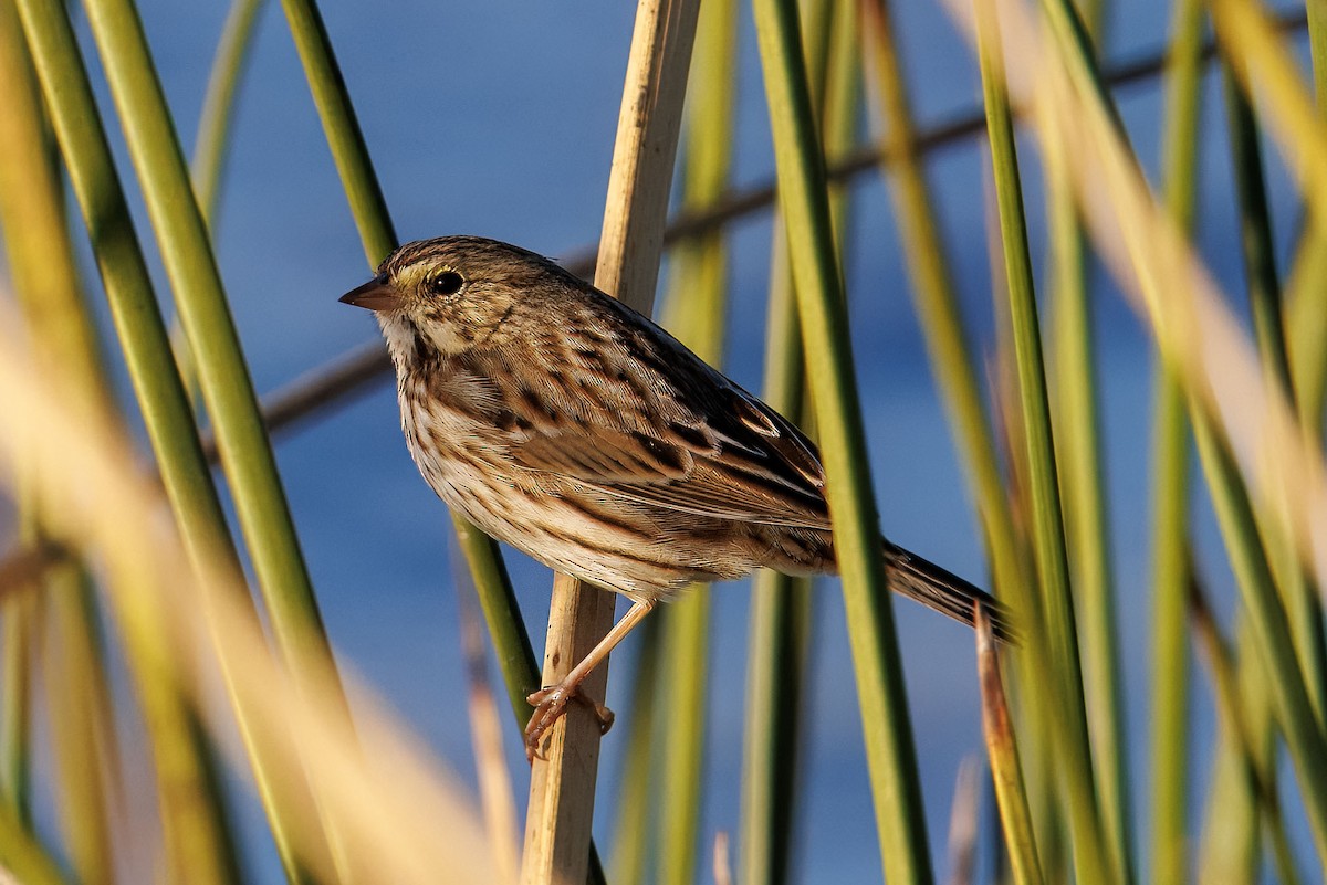 Savannah Sparrow - ML646096200