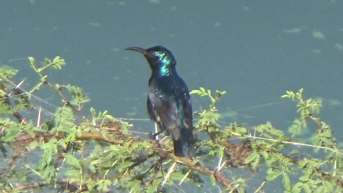 Purple Sunbird - ML646096205