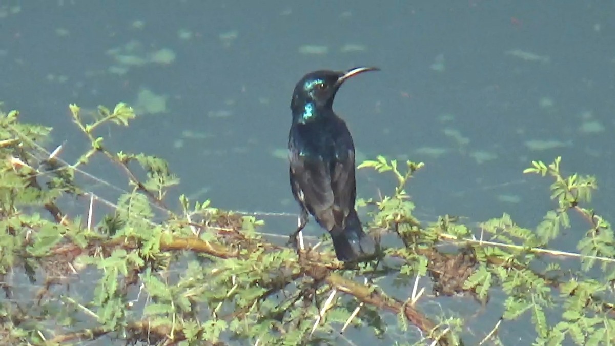 Purple Sunbird - ML646096206